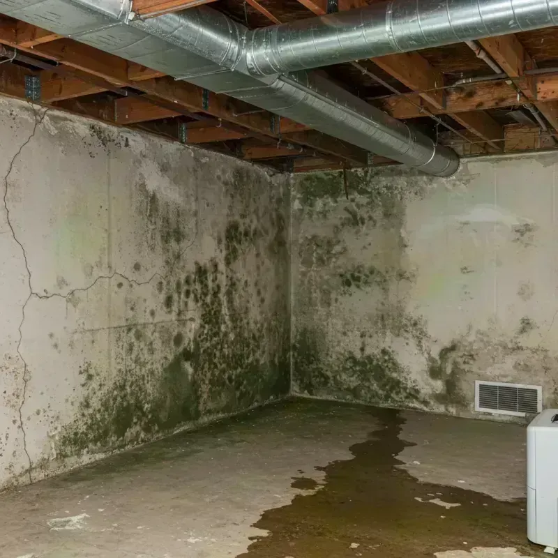 Professional Mold Removal in Pelican Bay, FL